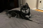 Un Alaskan Klee Kai allongé sur un lit 
