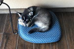 Un Alaskan Klee Kai allongé sur un petit lit et semblant détendu 