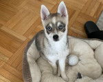 Un Alaskan Klee Kai assis dans un panier 