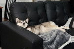 Un Alaskan Klee Kai allongé sur un canapé et semblant détendu