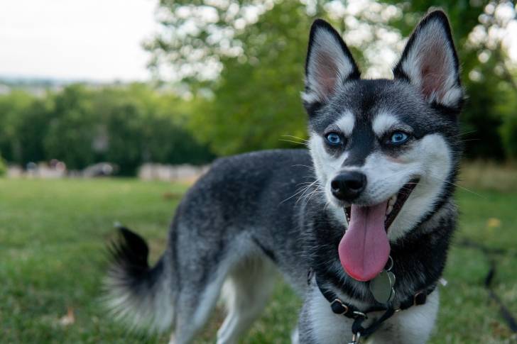 Un Alaskan Klee Kai aux yeux bleus dans un parc