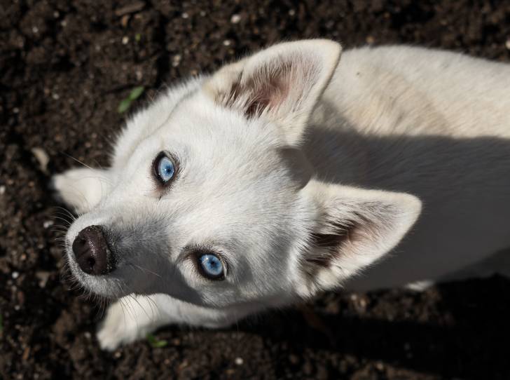 Un adorable Klee Kaï blanc aux yeux bleus
