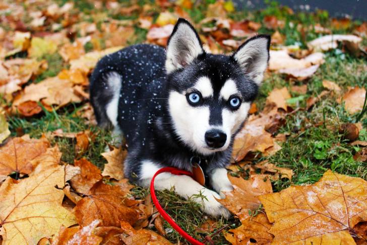 Un Alaskan Klee Kai aux yeux bleus allongé au milieu des feuilles d'automne
