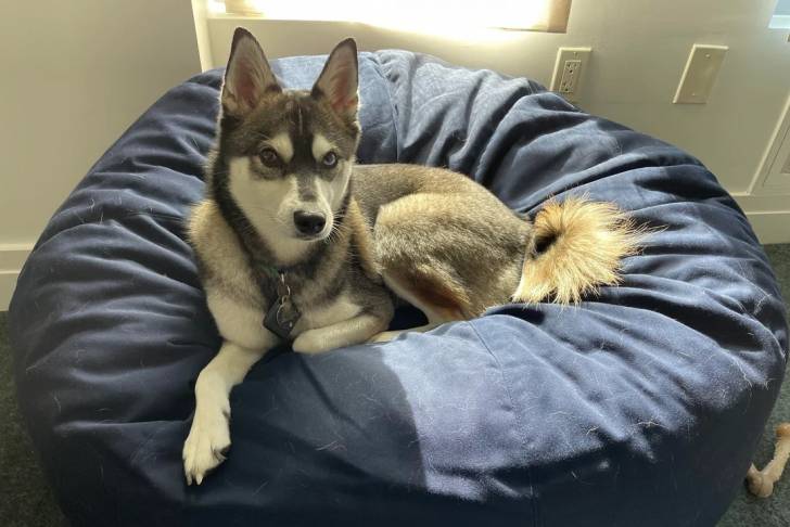 Un Alaskan Klee Kai allongé dans un panier et portant un collier autour du cou 
