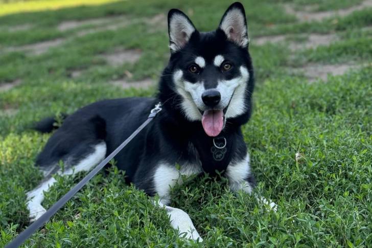 Un Alaskan Klee Kai allongé sur un terrain herbeux et qui est tenu en laisse 