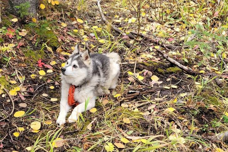 Un Alaskan Klee Kai allongé sur un terrain herbeux et portant un collier autour du cou