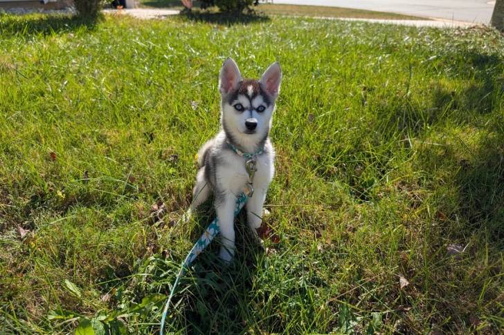 Un Alaskan Klee Kai assis sur une surface herbacée et qui est tenu en laisse 