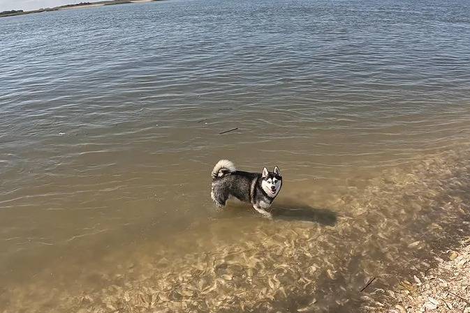 Un Alaskan Klee Kai dans l'eau et semblant détendu