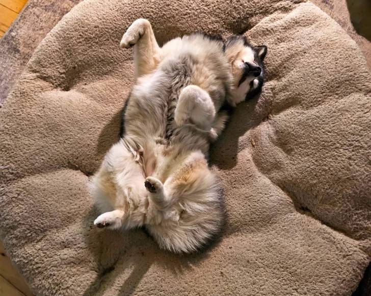 Un Alaskan Klee Kai allongé dans un panier et semblant détendu 