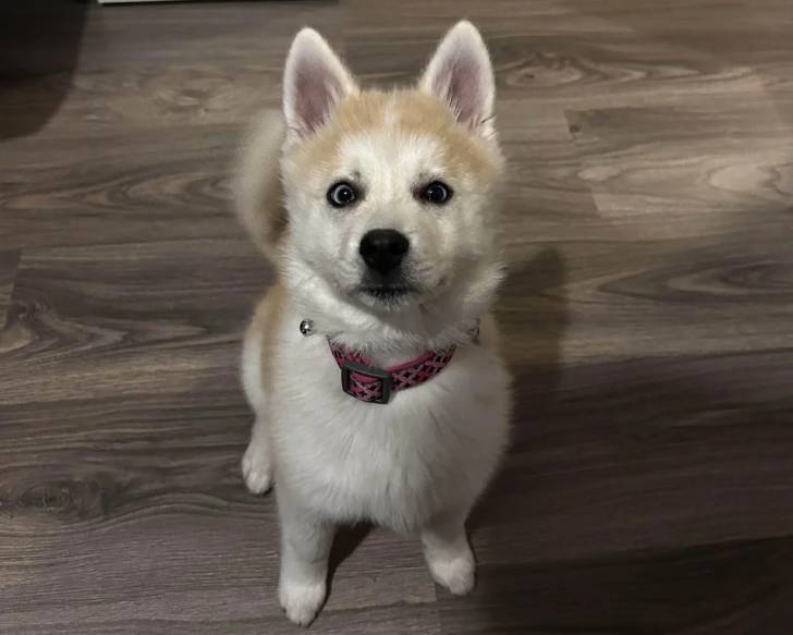 Un Alaskan Klee Kai assis sur un plancher et portant un collier autour du cou