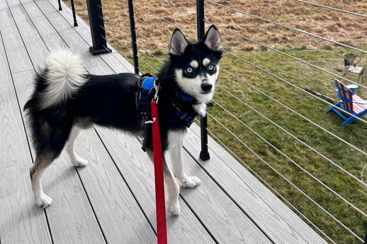 Un Alaskan Klee Kai sur un plancher et qui est tenu en laisse 