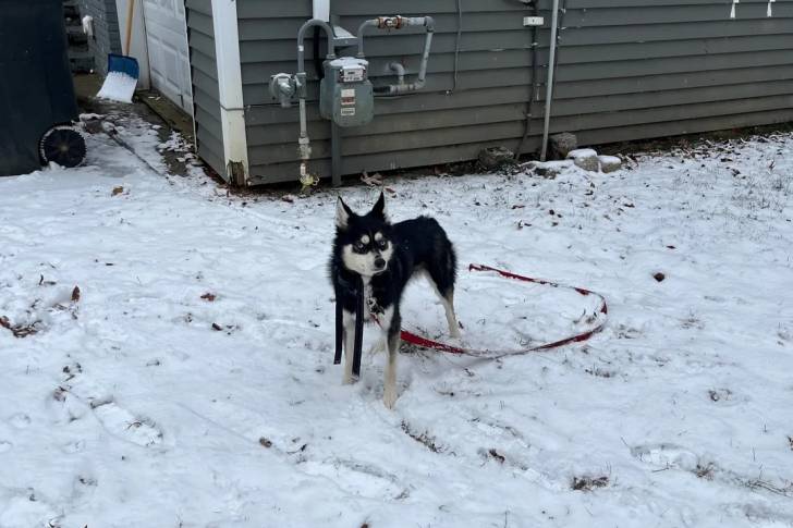 Un Alaskan Klee Kai sur une surface enneigée et qui est tenu en laisse 