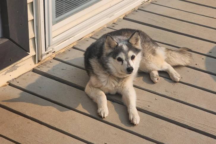 Un Alaskan Klee Kai allongé sur un plancher et regardant vers la caméra 