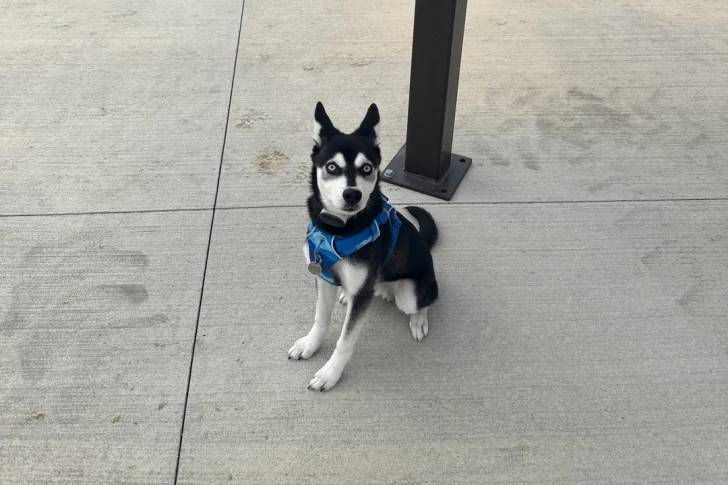 Un Alaskan Klee Kai assis sur une surface bétonnée et portant un harnais 