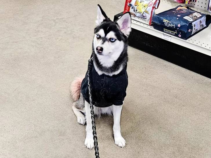 Un Alaskan Klee Kai assis sur une surface bétonnée et qui est tenu en laisse 