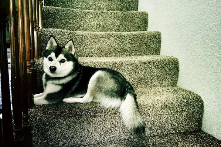 Un Alaskan Klee Kai allongé sur une marche d'escaliers 