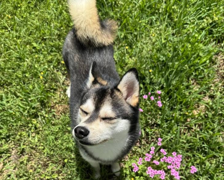 Un Alaskan Klee Kai sur un terrain herbeux 
