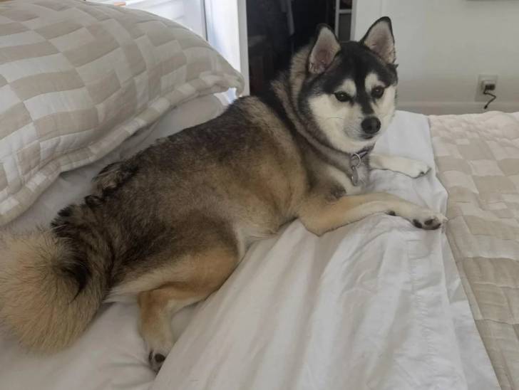 Un Alaskan Klee Kai allongé sur un lit et portant un collier autour du cou