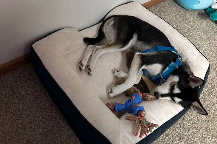 Un Alaskan Klee Kai allongé dans un panier et portant un harnais 