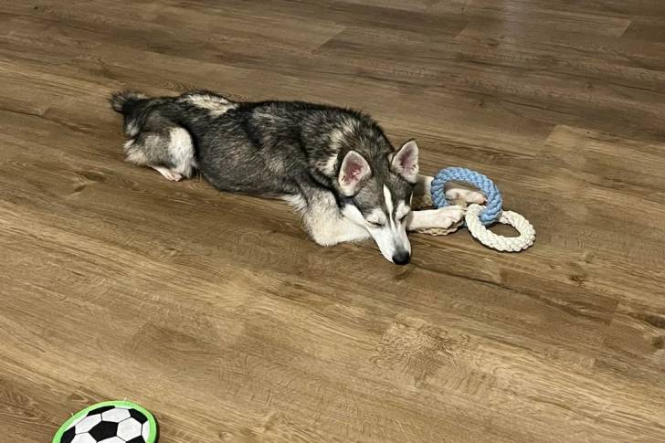 Un Alaskan Klee Kai allongé sur un plancher et qui est tenu en laisse 