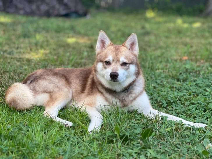 Un Alaskan Klee Kai allongé sur un terrain herbeux et semblant détendu 
