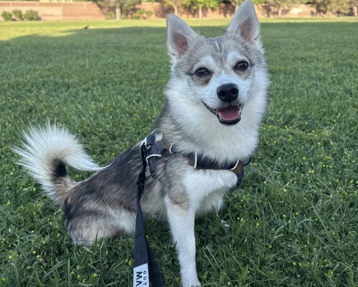 Un Alaskan Klee Kai assis sur une surface herbacée et qui est tenu en laisse 