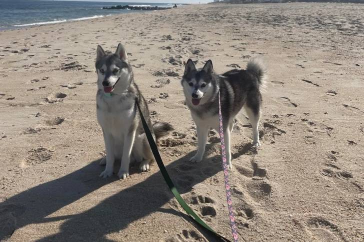 Deux Alaskan Klee Kai sur une surface sableuse et qui sont tous les deux tenus en laisse 