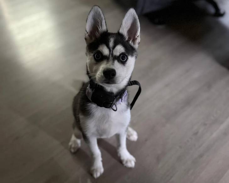 Un Alaskan Klee Kai assis sur un plancher et portant un collier autour du cou