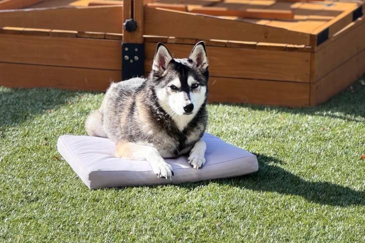 Un Alaskan Klee Kai allongé sur un petit lit et regardant vers la caméra 