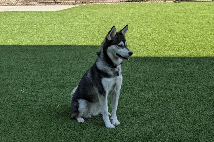 Un Alaskan Klee Kai assis sur une surface gazonnée et portant un collier autour du cou