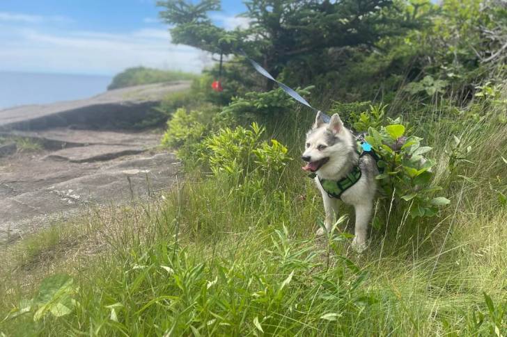 Un Alaskan Klee Kai sur une surface herbacée et qui est tenu en laisse 