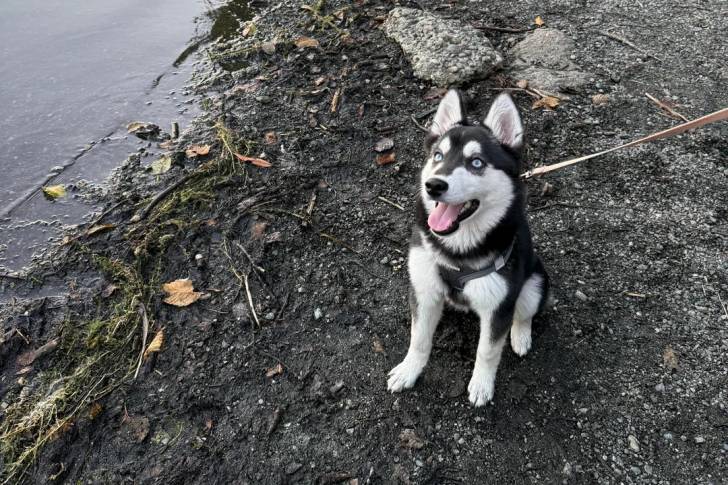 Un Alaskan Klee Kai assis sur une berge et qui est tenu en laisse 
