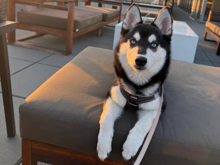 Un Alaskan Klee Kai allongé sur un fauteuil et qui est tenu en laisse 
