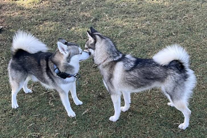 Deux Alaskan Klee Kai sur un terrain herbeux 