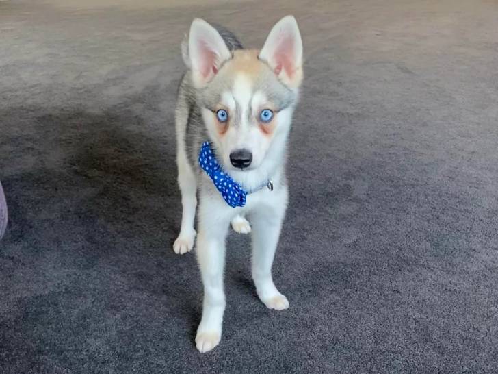 Un Alaskan Klee Kai sur une moquette et portant un collier autour du cou