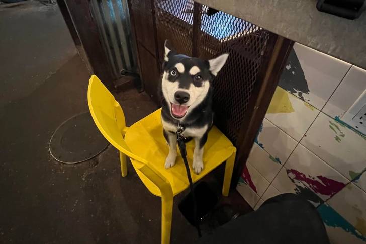 Un Alaskan Klee Kai assis sur une chaise et qui est tenu en laisse 