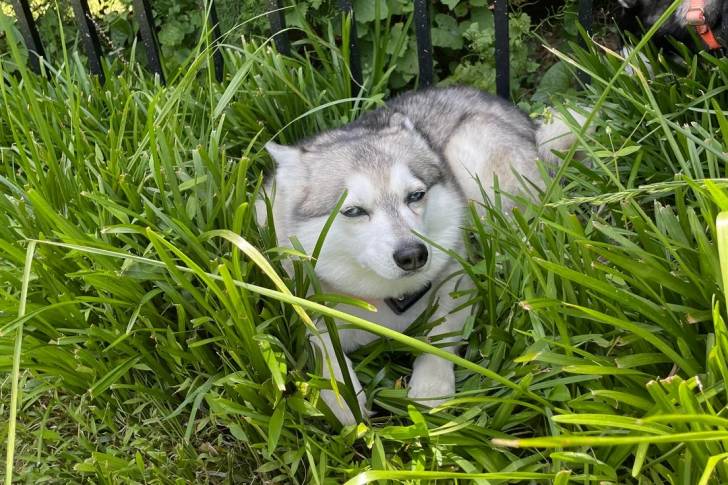 Un Alaskan Klee Kai allongé sur un terrain herbeux et portant un collier autour du cou