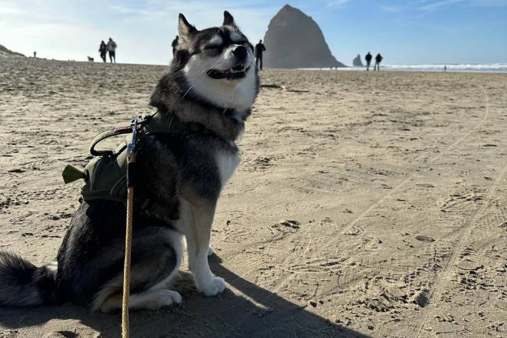 Un Alaskan Klee Kai assis sur une surface sableuse et qui est tenu en laisse 