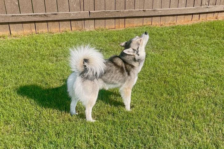 Un Alaskan Klee Kai sur une surface gazonnée 