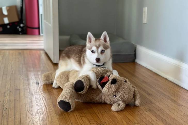 Un Alaskan Klee Kai allongé sur un plancher et portant un collier autour du cou