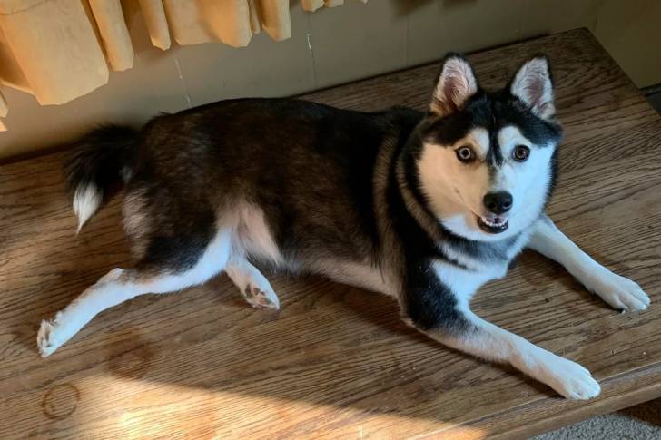 Un Alaskan Klee Kai allongé sur un plancher et semblant détendu 