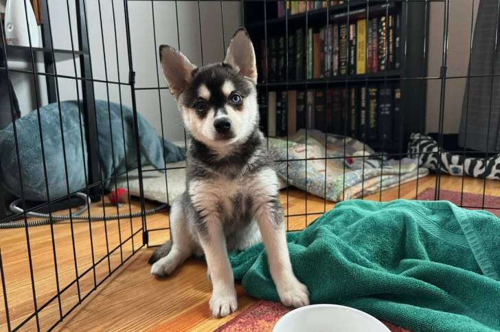 Un Alaskan Klee Kai assis sur un plancher et regardant vers la caméra 