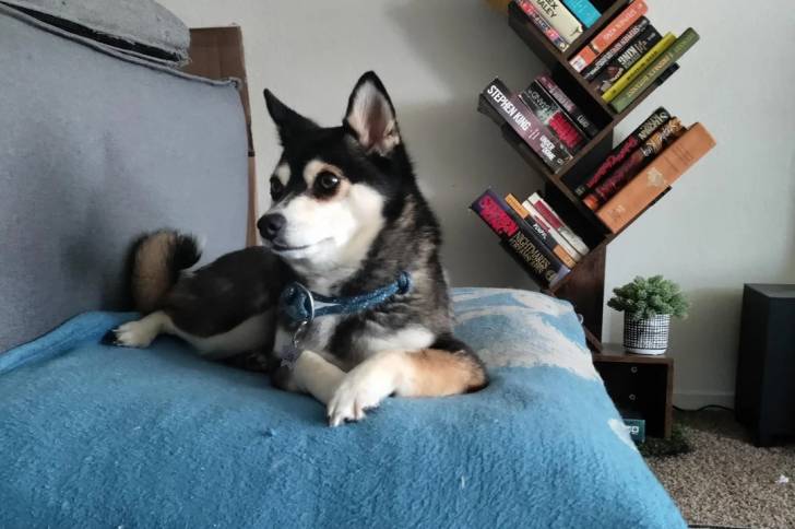 Un Alaskan Klee Kai allongé sur un canapé et portant un collier autour du cou