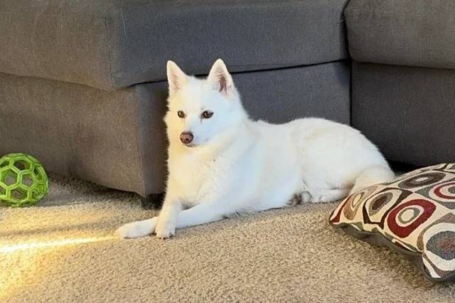 Un Alaskan Klee Kai allongé sur une moquette 