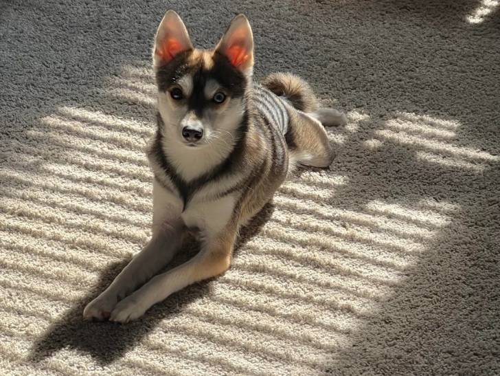 Un Alaskan Klee Kai allongé sur une moquette 