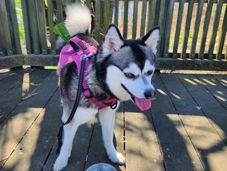 Un Alaskan Klee Kai tirant la langue et portant un harnais 