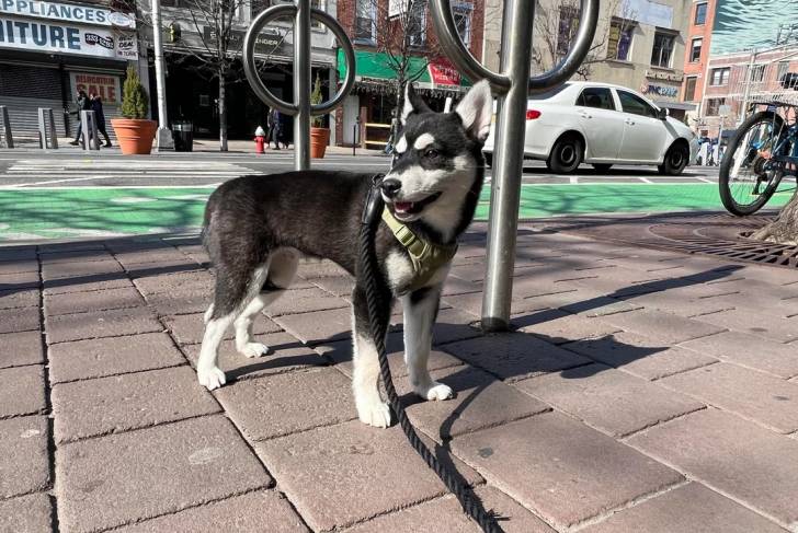 Un Alaskan Klee Kai sur un sol pavé et qui est tenu en laisse 