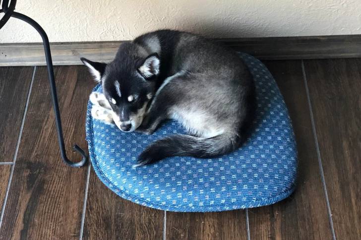 Un Alaskan Klee Kai allongé sur un petit lit et semblant détendu 