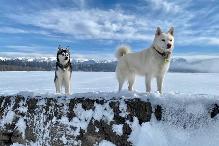 Un Alaskan Klee Kai sur une surface enneigée et portant tous deux un collier autour du cou 