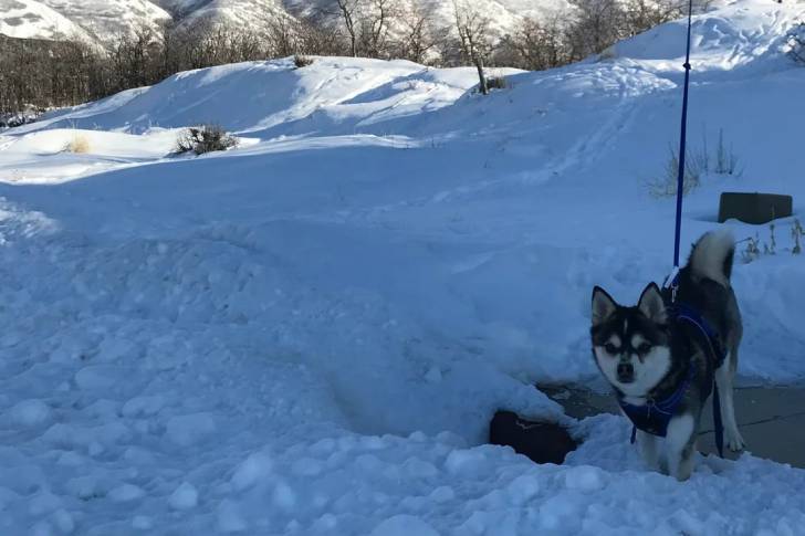 Un Alaskan Klee Kai sur une surface enneigée et qui est tenu en laisse 